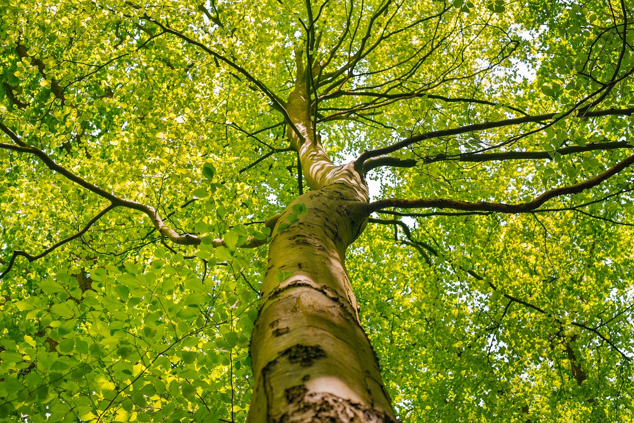 tree crown, spring, green-1394394.jpg